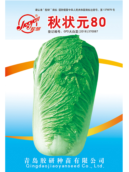 秋状元80——秋播白菜